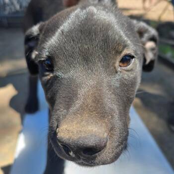 American Staffordshire Terrier and Black Labrador Retriever Dogs Available for Adoption in Klamath Falls, Oregon - Tiny | PetCurious
