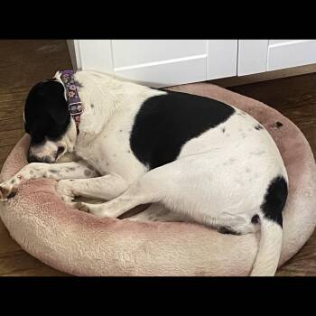 Jeri Moo -  Jack Russell Terrier and English Springer Spaniel Dog for Adoption in Rochester, New York - Jeri Moo | PetCurious