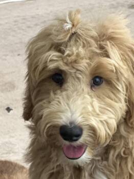 Flash -  Golden Retriever and Poodle Dog for Adoption in Mckinney, Texas - Flash | PetCurious