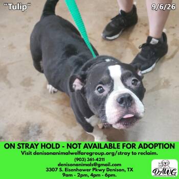 Tulip -  Pit Bull Terrier Dog for Adoption in Denison, Texas - Tulip | PetCurious