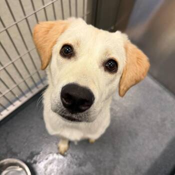Labrador Retriever Dogs Available for Adoption - Lass | PetCurious