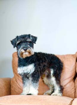 Smokey -  Miniature Schnauzer Dog for Adoption in Hobart, Wisconsin - Smokey | PetCurious