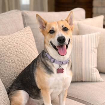 Shepherd Dogs Available for Adoption - Sunflower - Warm Hearted, Gentle Loving Soul And Great With Dogs | PetCurious