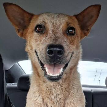 Riley -  Australian Cattle Dog Blue Heeler Dog for Adoption in Harlingen, Texas - Riley | PetCurious