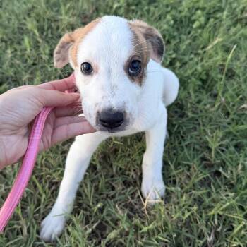Clove -  Cattle Dog and Great Pyrenees Dog for Adoption in Harlingen, Texas - Clove | PetCurious