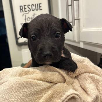 Bull Terrier Dogs Available for Adoption - (Bob)Marley | PetCurious