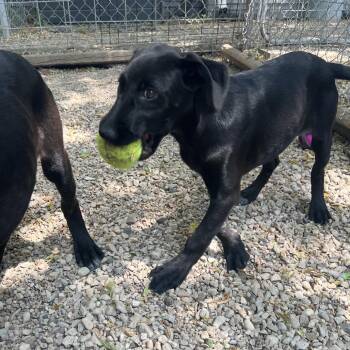 Pipin -  Labrador Retriever and Mixed Breed Dog for Adoption in Madison, Wisconsin - Pipin | PetCurious