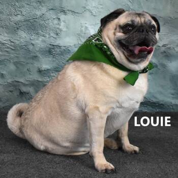 Louie -  Pug Dog for Adoption in Yuma, Arizona - Louie | PetCurious