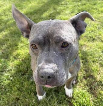 Douglas 63-26 -  Pit Bull Terrier and Mixed Breed Dog for Adoption in Cumming, Georgia - Douglas 63-26 | PetCurious
