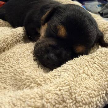 Mixed Breed Dogs Available for Adoption - Carnation | PetCurious