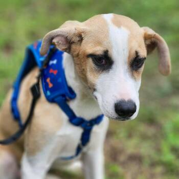 Jellyroll -  Retriever and Shepherd Dog for Adoption in Corpus Christi, Texas - Jellyroll | PetCurious