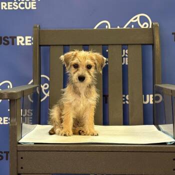 DIDI -  Terrier and Mixed Breed Dog for Adoption in Waterford, New Jersey - DIDI | PetCurious