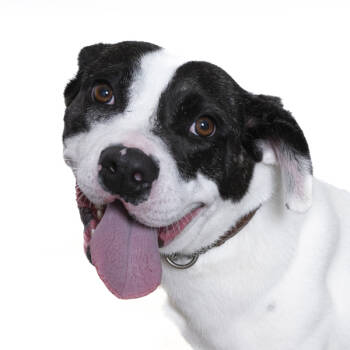 Rescue Pit Bull Terrier Dogs for Adoption in San Luis Obispo, California - Spirit | PetCurious