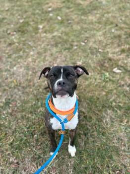 Calisto (Buddy) -  Pit Bull Terrier Dog Available for Adoption in Waverly, New York - Calisto (Buddy) | PetCurious