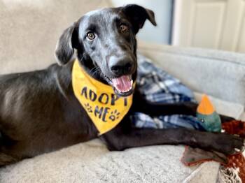 Rescue Black Labrador Retriever Dogs for Adoption in Salem, Missouri - Pepper | PetCurious