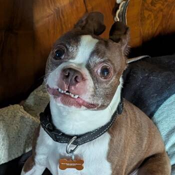 Boston Terrier Dogs Available for Adoption in Normal, Illinois - Bugs | PetCurious