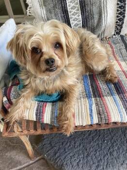Jonnie -  Yorkshire Terrier Dog for Adoption in Carlsbad, California - Jonnie | PetCurious