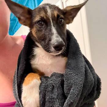 Ryder -  Shepherd Dog for Adoption in Traverse City, Michigan - Ryder | PetCurious