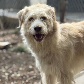 Rescue Sheep Dog and Husky Dogs for Adoption in Chester Springs, Pennsylvania - Smokey | PetCurious