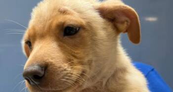 Rescue Mixed Breed Dogs for Adoption in Houston, Texas - Chickadee | PetCurious