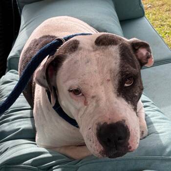 Cindy -  Pit Bull Terrier Dog for Adoption in Philadelphia, Pennsylvania - Cindy | PetCurious