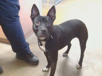 Rescue Pit Bull Terrier Dogs for Adoption in Sacramento, California - NUBLINA | PetCurious