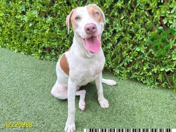 Mixed Breed Dogs Available for Adoption in West Palm Beach, Florida - PUMPKIN SPICE | PetCurious