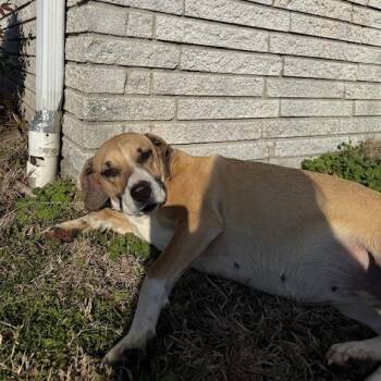 Hound Dogs Available for Adoption - Gracie D26-059 | PetCurious