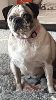 Willa Bear -  Pug Dog for Adoption in Summerfield, North Carolina - Willa Bear | PetCurious