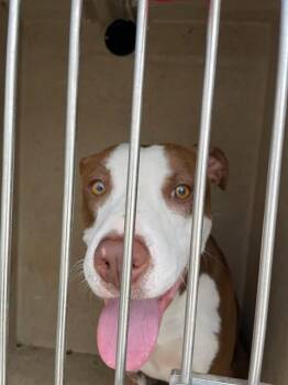 Pit Bull Terrier and Mixed Breed Dogs Available for Adoption in Oklahoma City, Oklahoma - A472946 | PetCurious