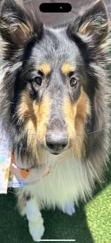 Vino -  Collie Dog for Adoption in Chantilly, Virginia - Vino | PetCurious