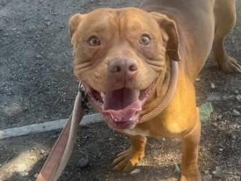 BOBBY -  Pit Bull Terrier Dog for Adoption in Martinez, California - BOBBY | PetCurious