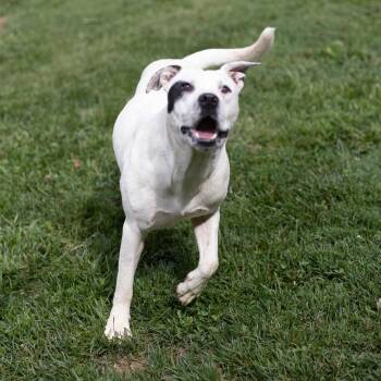 Teddy -  Pit Bull Terrier Dog for Adoption - Teddy | PetCurious