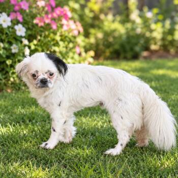 Chyna -  Japanese Chin Dog for Adoption in Anderson, South Carolina - Chyna | PetCurious