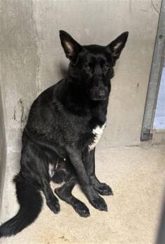 German Shepherd Dog Dogs Available for Adoption in San Bernardino, California - ASHER | PetCurious