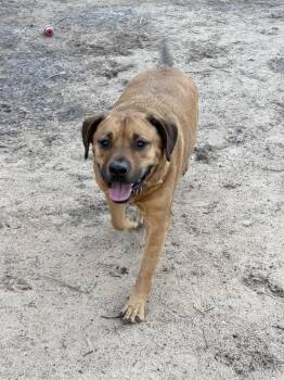 Mixed Breed Dogs Available for Adoption - Mikey | PetCurious