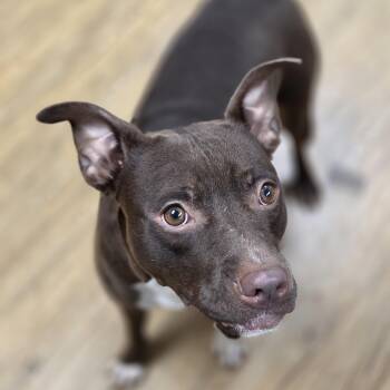 Rescue Pit Bull Terrier Dogs for Adoption in Madison, Mississippi - Riley | PetCurious