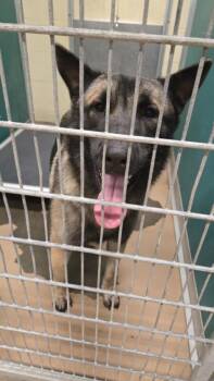A044701 -  German Shepherd Dog Dog for Adoption in Texas City, Texas - A044701 | PetCurious