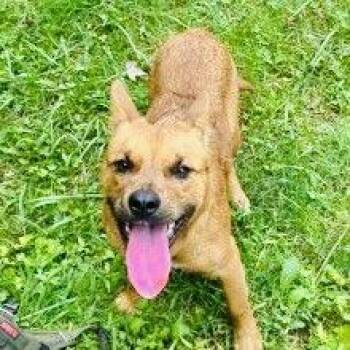 Tonka RDS -  Corgi and Basset Hound Dog for Adoption in Rockaway, New Jersey - Tonka RDS | PetCurious
