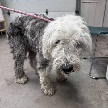 Ackley -  Sheep Dog Dog for Adoption in Binghamton, New York - Ackley | PetCurious