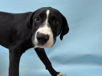 Skye -  Mixed Breed Dog for Adoption in Golden Valley, Minnesota - Skye | PetCurious