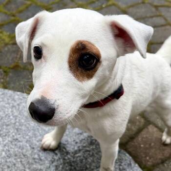 Jack Russell Terrier Dogs Available for Adoption in Glen Rock, New Jersey - Stella | PetCurious