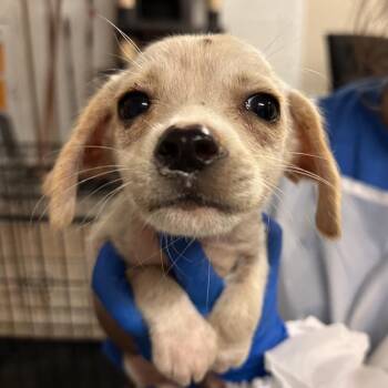 Cocomelon -  Terrier and Mixed Breed Dog for Adoption in Edinburg, Texas - Cocomelon | PetCurious