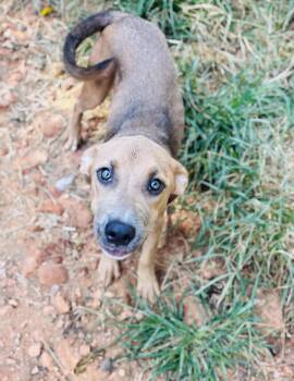 Spice -  American Staffordshire Terrier Dog for Adoption in Rogers, Arkansas - Spice | PetCurious