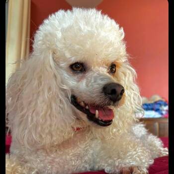 Pierre -  Poodle Dog for Adoption in Boerne, Texas - Pierre | PetCurious