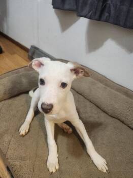 JEWEL -  Pit Bull Terrier Dog for Adoption in Broomfield, Colorado - JEWEL | PetCurious