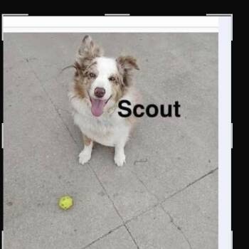 SCOUT .. COURTESY LISTING -  Australian Shepherd Dog for Adoption - SCOUT .. COURTESY LISTING | PetCurious