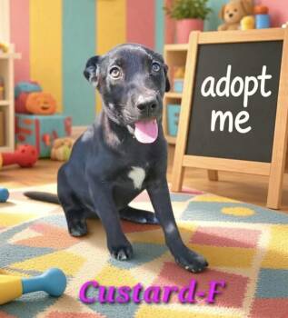 Custard -  Australian Cattle Dog Blue Heeler and Labrador Retriever Dog for Adoption in Austin, Texas - Custard | PetCurious