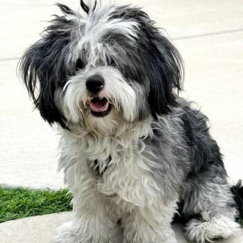 Shih Tzu Dogs Available for Adoption in Chandler, Arizona - Oreo | PetCurious