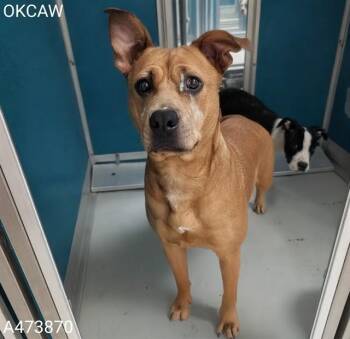 Pit Bull Terrier and Mixed Breed Dogs Available for Adoption in Oklahoma City, Oklahoma - A473870 | PetCurious